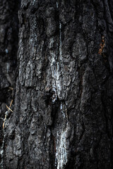 Fototapeta premium Burnt tree trunk. Streams of molten resin. Black forest after the fire. Destruction of nature and climate change