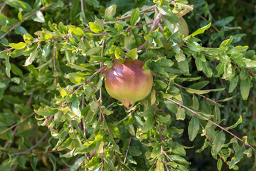 Unripe pomegranate close up