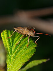 Bug on raspberry, Wanze auf Himbeere 