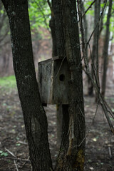 The birds lost their home after a forest fire