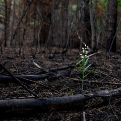 Thirst for life and renaissance of plants after a forest fire. White flowers grew in the burnt forest