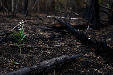 Black forest after the fire. Destruction of nature and climate change. White flowers grew in the burnt forest