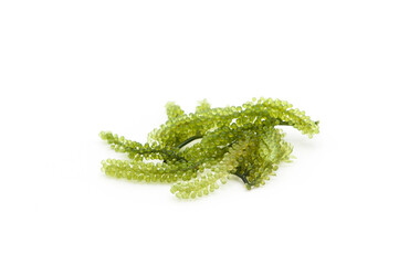 Sea grapes isolated on white background, Sea grapes seaweed, Healthy food.