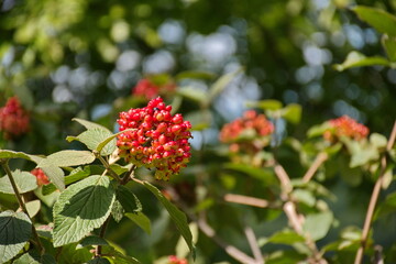 Beautiful red wild fruits with natural background