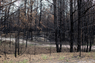 Black forest after the fire. Destruction of nature and climate change