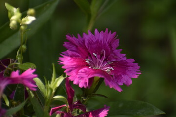 Obraz premium A beautiful closeup of a Flower.