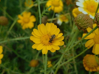  yellow flower and honey bee sitting over it for nectar. Bee on orange color o yellw colo flower in the garden.
