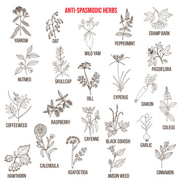 Best antispasmodic herbs collection