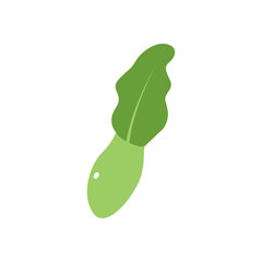 lettuce vector design template illustration