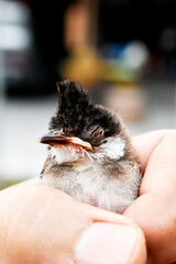 Red-whiskered bulbul, (Pycnonotus jocosus) a young bird, injured and in the hands of a vet. 