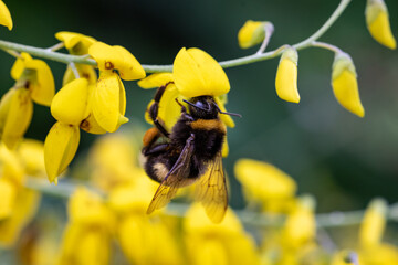 Helle Erdhummel im Ginster - mit Blüten im Bokeh