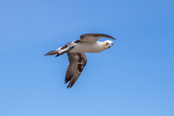 Basstoelpel auf Helgoland