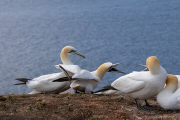 Fototapeta premium Basstoelpel auf Helgoland
