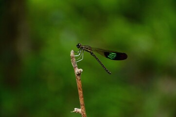 the beautiful green black dragonfly on the plant branch. 