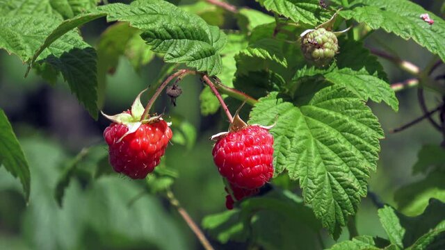 Ripe raspberries