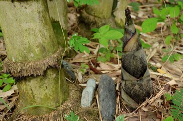 the black brown bamboo plant soil heap in the forest.