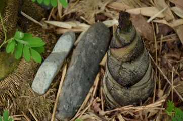 Fototapeta premium the black brown bamboo plant soil heap in the forest.