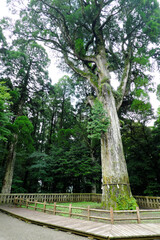 霧島神宮にある巨大な御神木