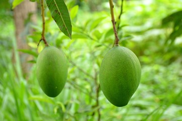 the pair of green ripe mango with leaves and branch.