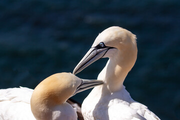 Basstoelpel auf Helgoland