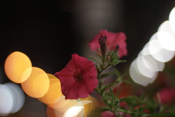 flowers at night and the colorful bokeh