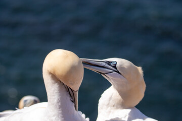Basstoelpel auf Helgoland