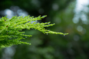 葉についた雨露