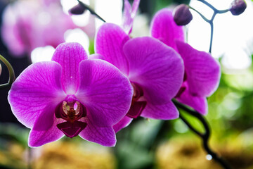 Violet flowering orchids isolated on the black background, Wellington botanic garden, New Zealand