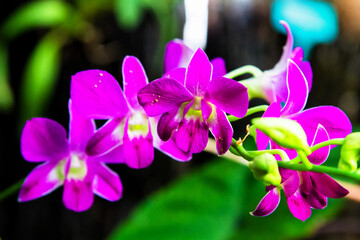 Violet flowering orchids isolated on the black background, Wellington botanic garden, New Zealand