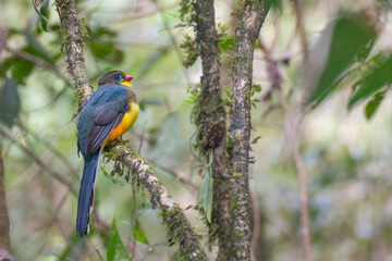 The Javan trogon-Apalharpactes reinwardtii, blue bird on a branch