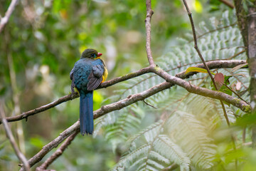The Javan trogon-Apalharpactes reinwardtii, blue bird on a branch