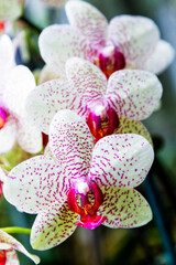 Purple and white spoted orchids isolated on the black background, Wellington botanic garden, New Zealand