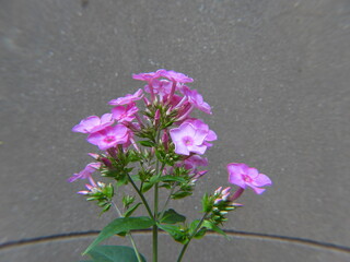 Beautiful flower, Close up flower, Macro Flower