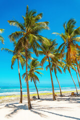 Group of coconut palm trees on white sandy beach