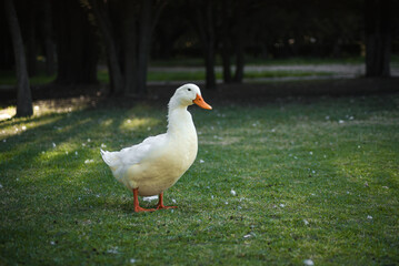 duck at the park green grass