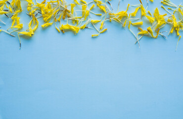 Flower frame with marigold on blue paper background.