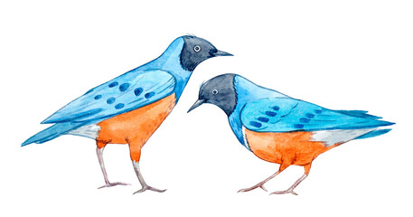 Beautiful stock illustration with two watercolor blue and orange birds.