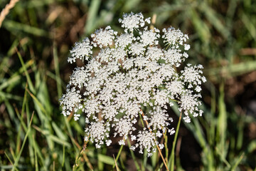 Wilde Karotte - Daucus carota subsp. carota