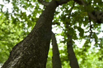 tree in the woods