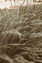 Cocksfoot bluegrass plant stalks field. Natural landscape