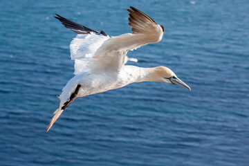 Basstoelpel auf Helgoland