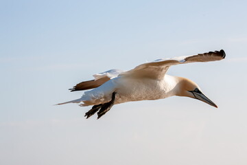 Obraz premium Basstoelpel auf Helgoland