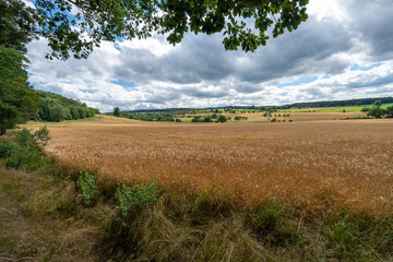 Obraz premium barley field in summerlandscape