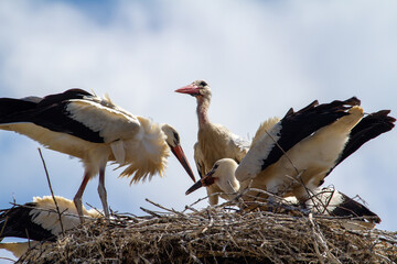 Feeding the young storks