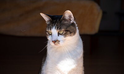 可愛い猫　　キジトラ猫