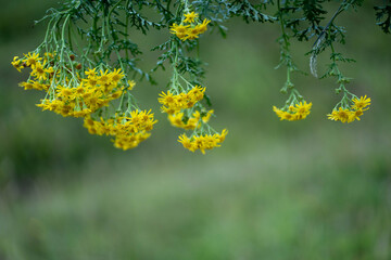 Wild flowers with green beautiful background