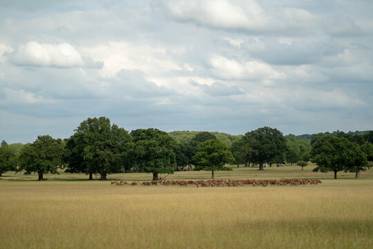 Wild pasture field with dear herd