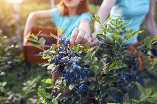 Modern family picking blueberries on a organic farm - family business concept. - Powered by Adobe