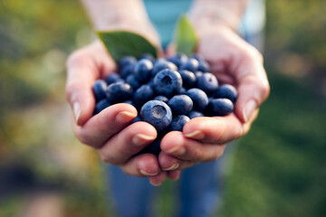 Modern woman working and picking blueberries on a organic farm - woman power business concept.