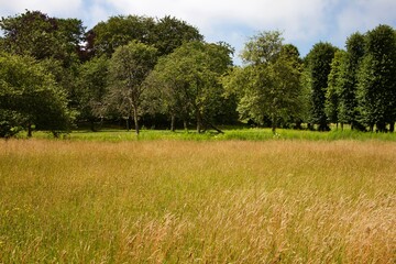 heat and grass field